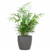 La Green Touch - Chamadorea elegans et son pot gris - hauteur 55cm New