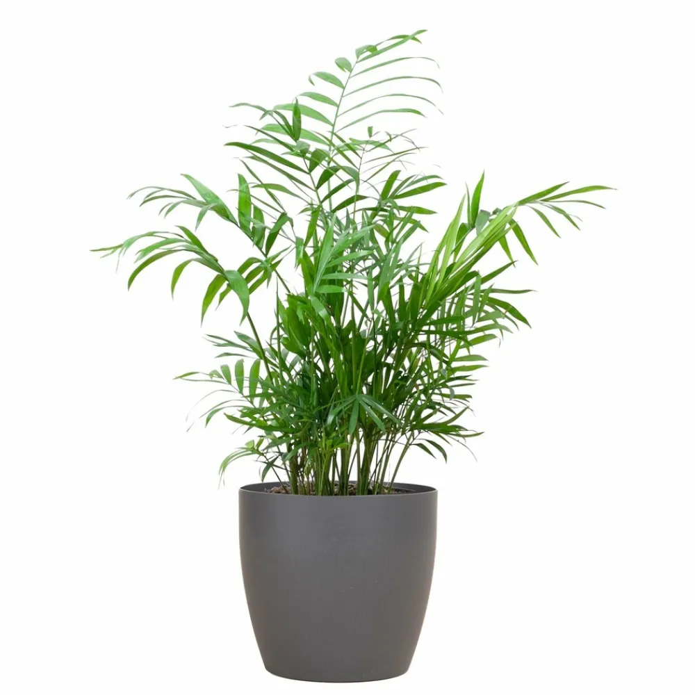 La Green Touch - Chamadorea elegans et son pot gris - hauteur 55cm New