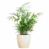 La Green Touch - Chamadorea elegans et son pot blanc - hauteur 55cm Clearance
