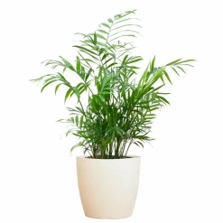 La Green Touch - Chamadorea elegans et son pot blanc - hauteur 55cm Clearance
