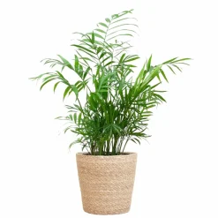 La Green Touch - Chamadorea elegans et son pot panier naturel - hauteur 55cm Hot