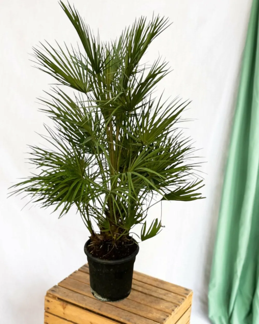 La Green Touch - Chamaerops humilis 130cm - plante d'intérieur