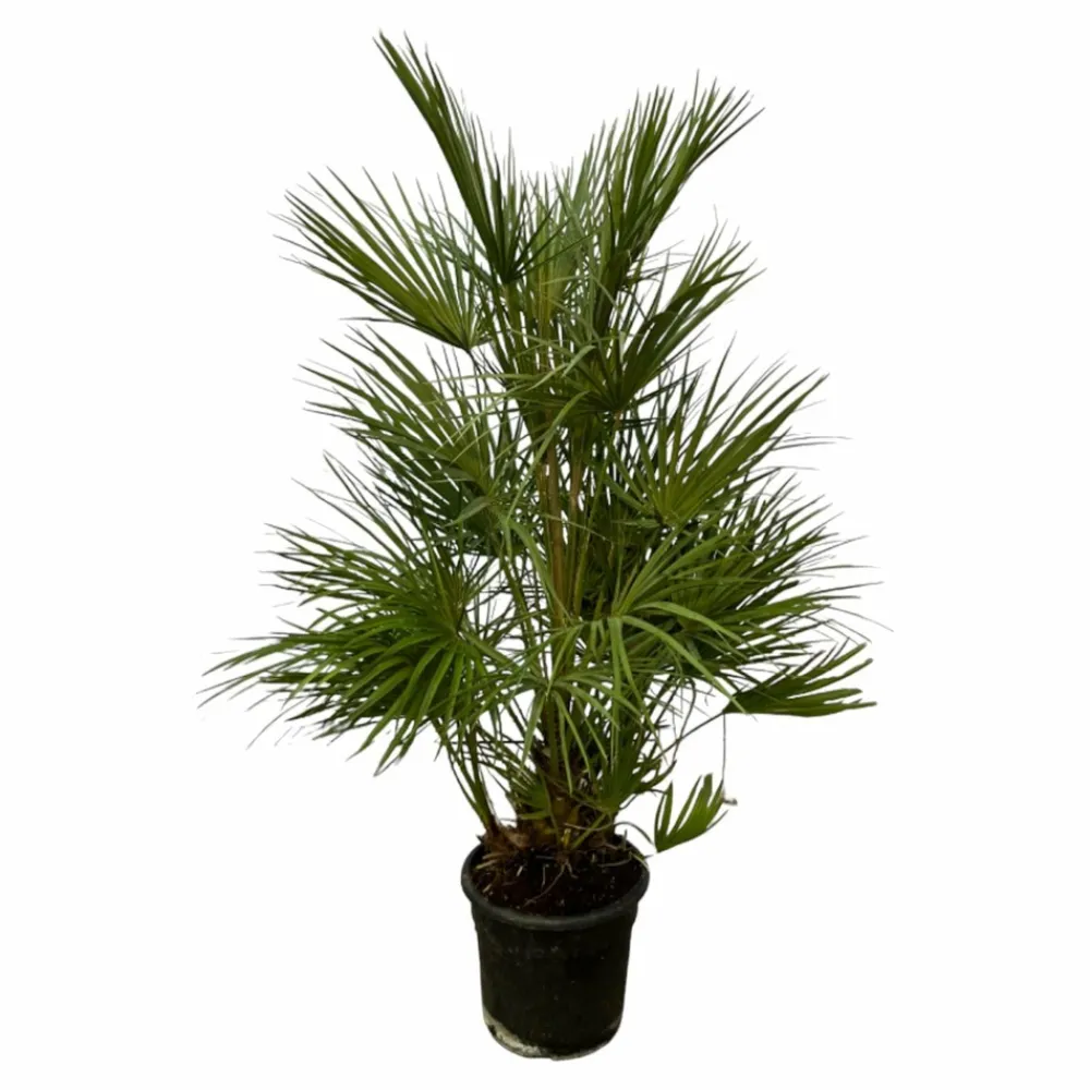La Green Touch - Chamaerops humilis 130cm - plante d'intérieur