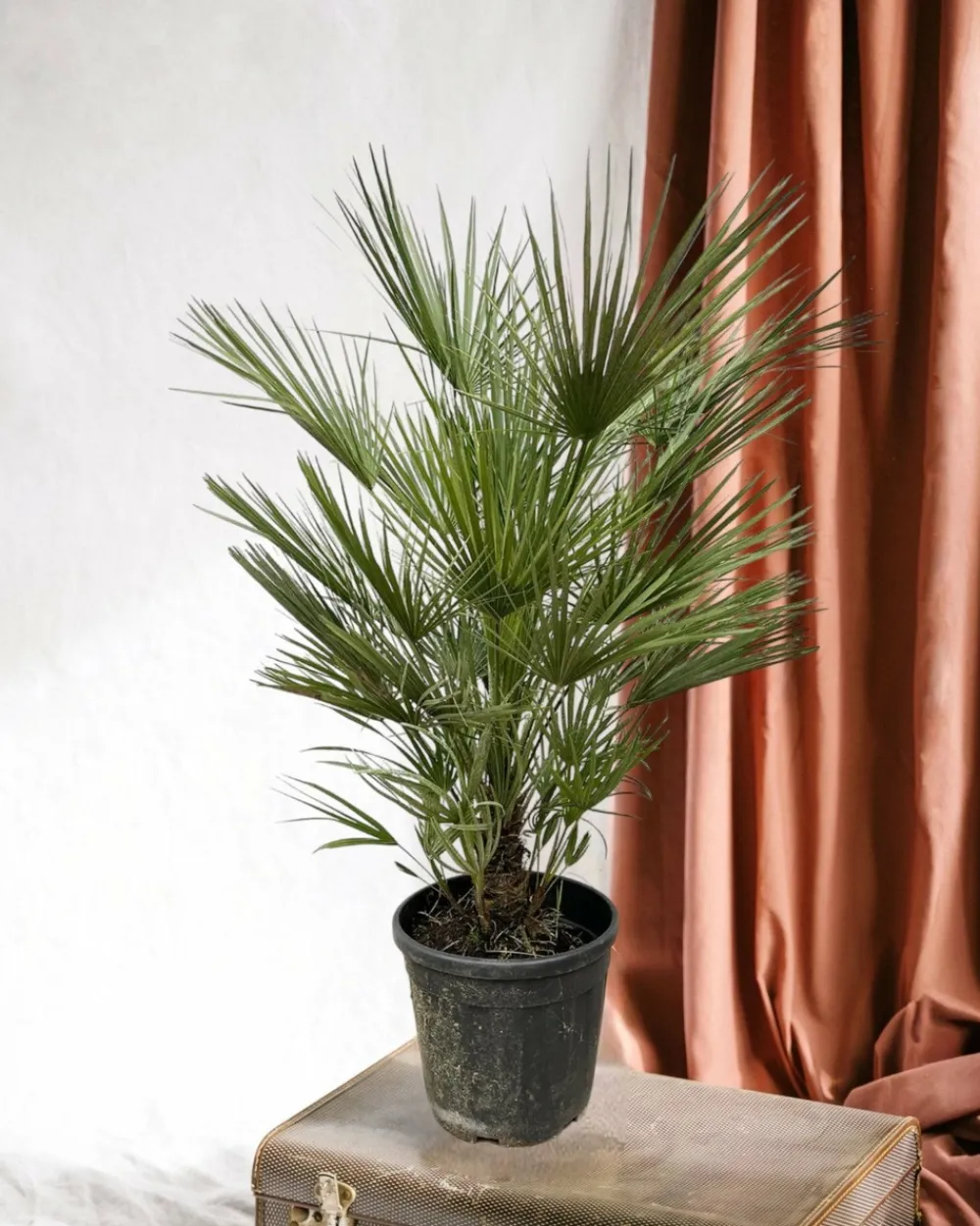 La Green Touch - Chamaerops humilis struik 150cm - plante d'intérieur