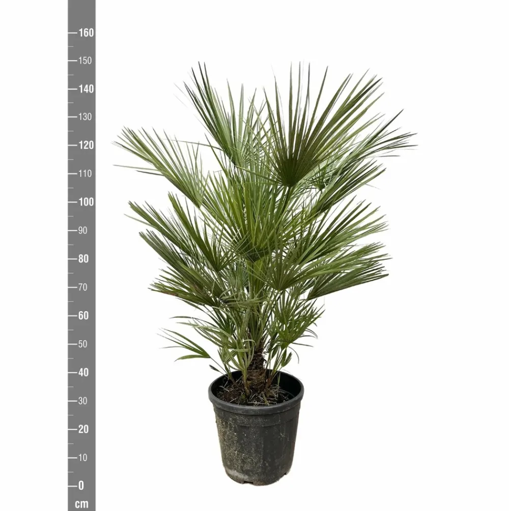 La Green Touch - Chamaerops humilis struik 150cm - plante d'intérieur