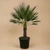 La Green Touch Plantes Méditerranéennes | - Chamaerops humilis h180cm