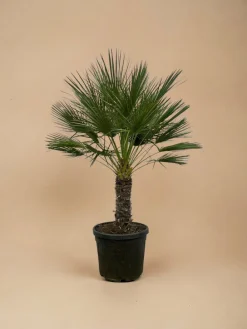 La Green Touch Plantes Méditerranéennes | - Chamaerops humilis h180cm
