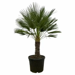 La Green Touch Plantes Méditerranéennes | - Chamaerops humilis h180cm