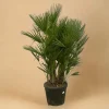 La Green Touch Plantes Méditerranéennes | - Chamaerops humilis h180cm