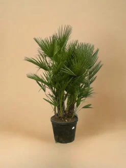 La Green Touch Plantes Méditerranéennes | - Chamaerops humilis h180cm