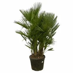 La Green Touch Plantes Méditerranéennes | - Chamaerops humilis h180cm