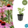 La Green Touch - Échinacée 'magnus' x6 – entre 0,38 et 0,5m2 Sale
