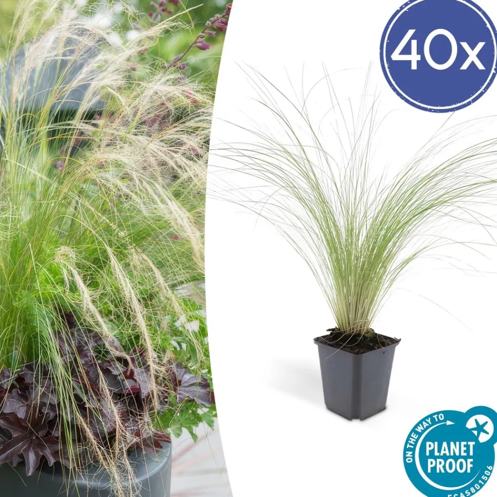 La Green Touch - Échinacée 'magnus' x6 – entre 0,38 et 0,5m2 Sale
