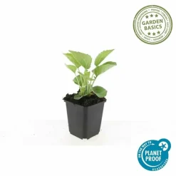 La Green Touch - Échinacée 'magnus' x6 – entre 0,38 et 0,5m2 Sale
