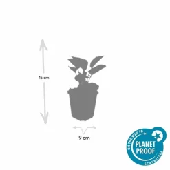 La Green Touch - Échinacée 'magnus' x6 – entre 0,38 et 0,5m2 Sale