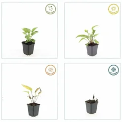 La Green Touch - Échinacée 'magnus' x6 – entre 0,38 et 0,5m2 Sale