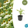 La Green Touch Plantes Vivaces | - Échinacée 'white swan' x6 – entre 0,38 et 0,5m2