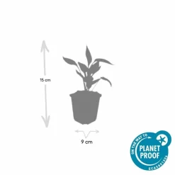 La Green Touch Plantes Vivaces | - Échinacée 'white swan' x6 – entre 0,38 et 0,5m2