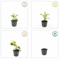 La Green Touch Plantes Vivaces | - Échinacée 'white swan' x6 – entre 0,38 et 0,5m2