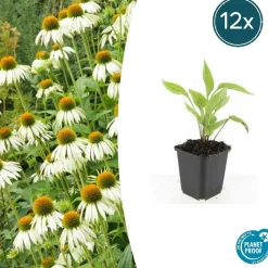 La Green Touch Plantes Vivaces | - Échinacée 'white swan' x6 – entre 0,38 et 0,5m2