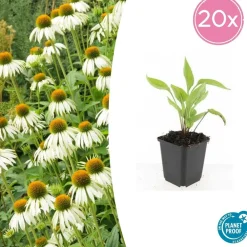 La Green Touch Plantes Vivaces | - Échinacée 'white swan' x6 – entre 0,38 et 0,5m2