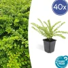 La Green Touch - Chèvrefeuille arbustif 'maigrün' x40 – entre 2,5 et 3,33m2 Best