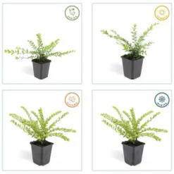 La Green Touch - Chèvrefeuille arbustif 'maigrün' x40 – entre 2,5 et 3,33m2 Best