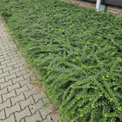 La Green Touch - Chèvrefeuille arbustif 'maigrün' x40 – entre 2,5 et 3,33m2 Best