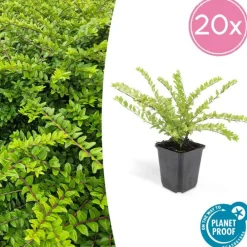 La Green Touch - Chèvrefeuille arbustif 'maigrün' x40 – entre 2,5 et 3,33m2 Best