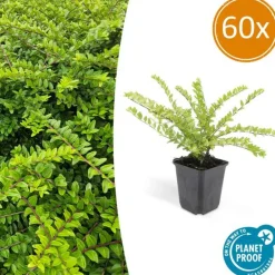 La Green Touch Plantes Vivaces | - Chèvrefeuille arbustif 'maigrün' x60 – entre 3,75 et 5m2