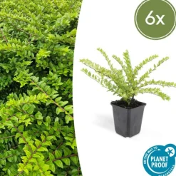 La Green Touch Plantes De Haies | - Chèvrefeuille arbustif 'maigrün' x6 – entre 0,38 et 0,5m2