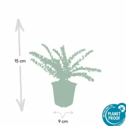 La Green Touch Plantes De Haies | - Chèvrefeuille arbustif 'maigrün' x6 – entre 0,38 et 0,5m2