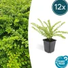 La Green Touch Plantes De Haies | - Chèvrefeuille arbustif 'maigrün' x12 – entre 0,75 et 1m2