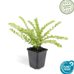 La Green Touch Plantes De Haies | - Chèvrefeuille arbustif 'maigrün' x12 – entre 0,75 et 1m2