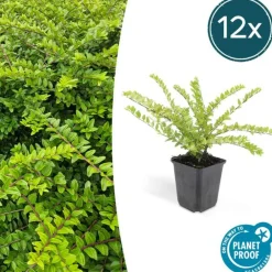 La Green Touch Plantes De Haies | - Chèvrefeuille arbustif 'maigrün' x12 – entre 0,75 et 1m2