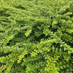La Green Touch Plantes De Haies | - Chèvrefeuille arbustif 'maigrün' x20 – entre 1,25 et 1,67m2