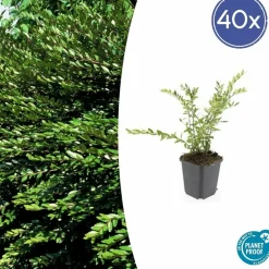 La Green Touch - Chèvrefeuille à cupule 'purple pearl' x40 – entre 2,5 et 3,33m2 Hot