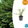 La Green Touch Plantes De Haies | - Chèvrefeuille à cupule 'purple pearl' x60 – entre 3,75 et 5m2