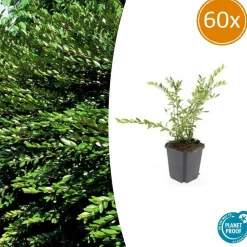 La Green Touch Plantes De Haies | - Chèvrefeuille à cupule 'purple pearl' x60 – entre 3,75 et 5m2
