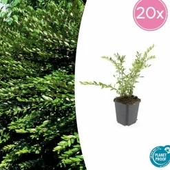 La Green Touch Plantes De Haies | - Chèvrefeuille à cupule 'purple pearl' x60 – entre 3,75 et 5m2
