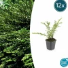 La Green Touch Plantes De Haies | - Chèvrefeuille à cupule x6 – entre 0,38 et 0,5m2
