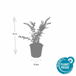 La Green Touch - Chèvrefeuille à cupule 'purple pearl' x12 – entre 0,75 et 1m2 Clearance