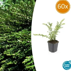 La Green Touch - Chèvrefeuille à cupule x60 – entre 3,75 et 5m2 Outlet