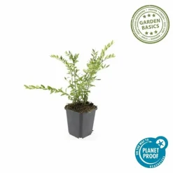 La Green Touch - Chèvrefeuille à cupule x60 – entre 3,75 et 5m2 Outlet