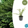 La Green Touch Plantes De Haies | - Chèvrefeuille à cupule 'purple pearl' x6 – entre 0,38 et 0,5m2