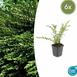 La Green Touch Plantes De Haies | - Chèvrefeuille à cupule 'purple pearl' x6 – entre 0,38 et 0,5m2