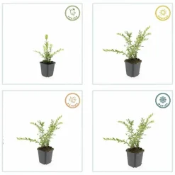 La Green Touch Plantes De Haies | - Chèvrefeuille à cupule 'purple pearl' x6 – entre 0,38 et 0,5m2
