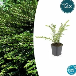 La Green Touch Plantes De Haies | - Chèvrefeuille à cupule x12 – entre 0,75 et 1m2