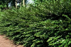 La Green Touch Plantes De Haies | - Chèvrefeuille à cupule x12 – entre 0,75 et 1m2