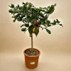 La Green Touch - Citrus lemon - 80 cm - ø22cm Hot